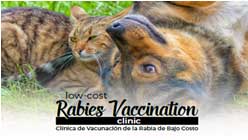 Low Cost Clinic Graphic