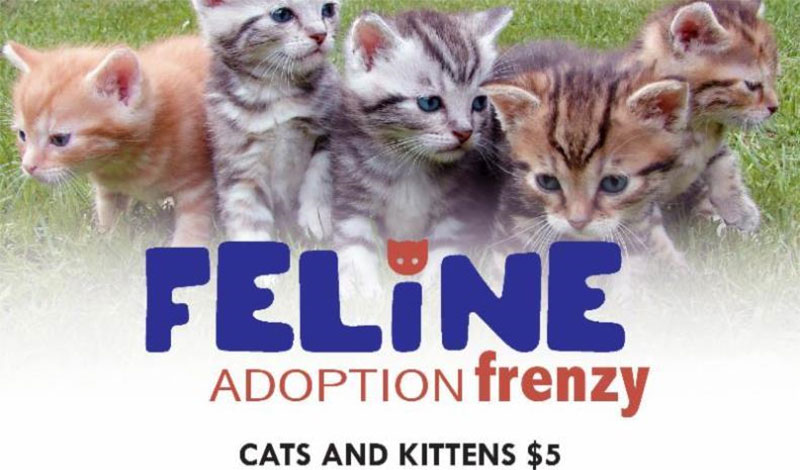 Feline Adoption Frenzy